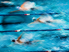 AVK GmbH liefert Swiss Timing Schwimmsportausrüstung nach Georgien